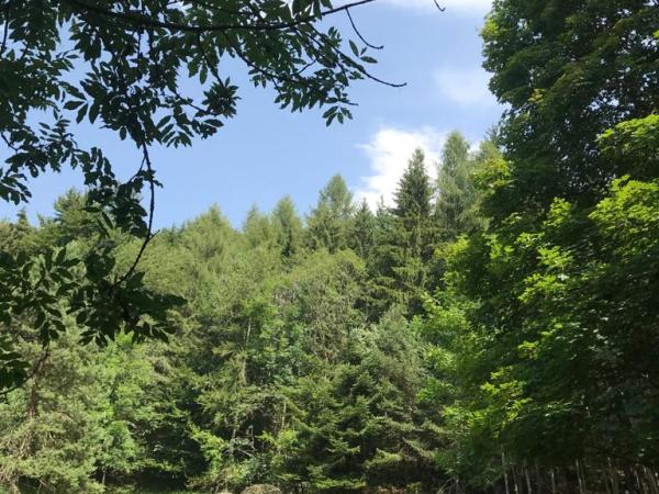 Ripristino sentiero dal Bial ai Chiòt&nbsp;derèi